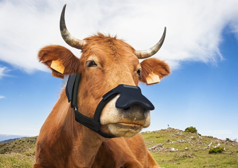 🎯 幫牛戴口罩可以救地球？